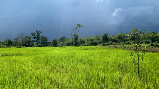 কৃষি বিপণনে দুর্বলতা ও উত্তরণের কৌশল