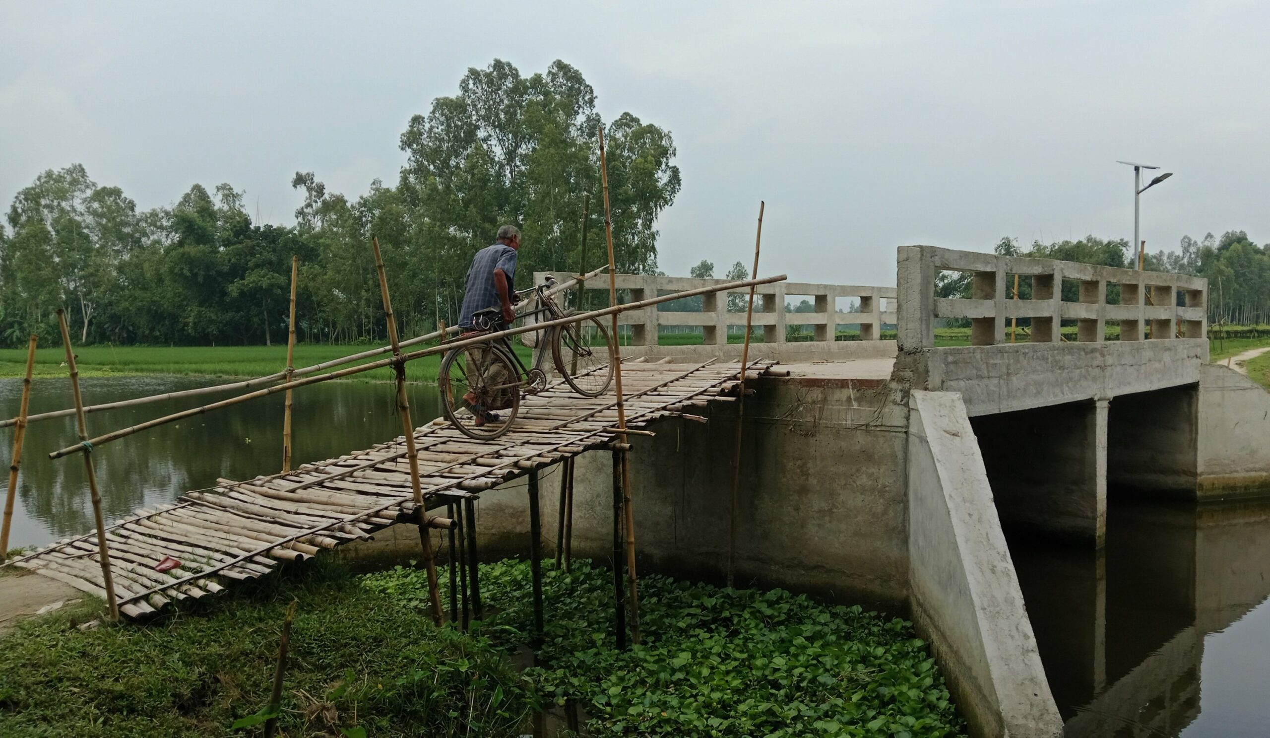 রংপুরে বাঁশের মই বেয়ে সেতু পারাপার, চরম দুর্ভোগে ৫ গ্রামের মানুষ