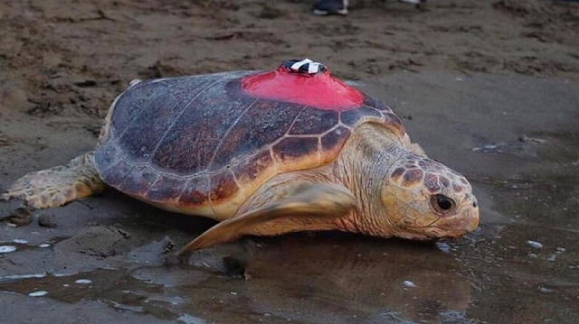 Tracked sea turtle Tuba remains near Turkish coasts, forgoes long migration