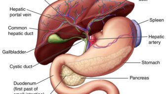 লিভার সুস্থ রাখতে এসব অভ্যাস বাদ দিন