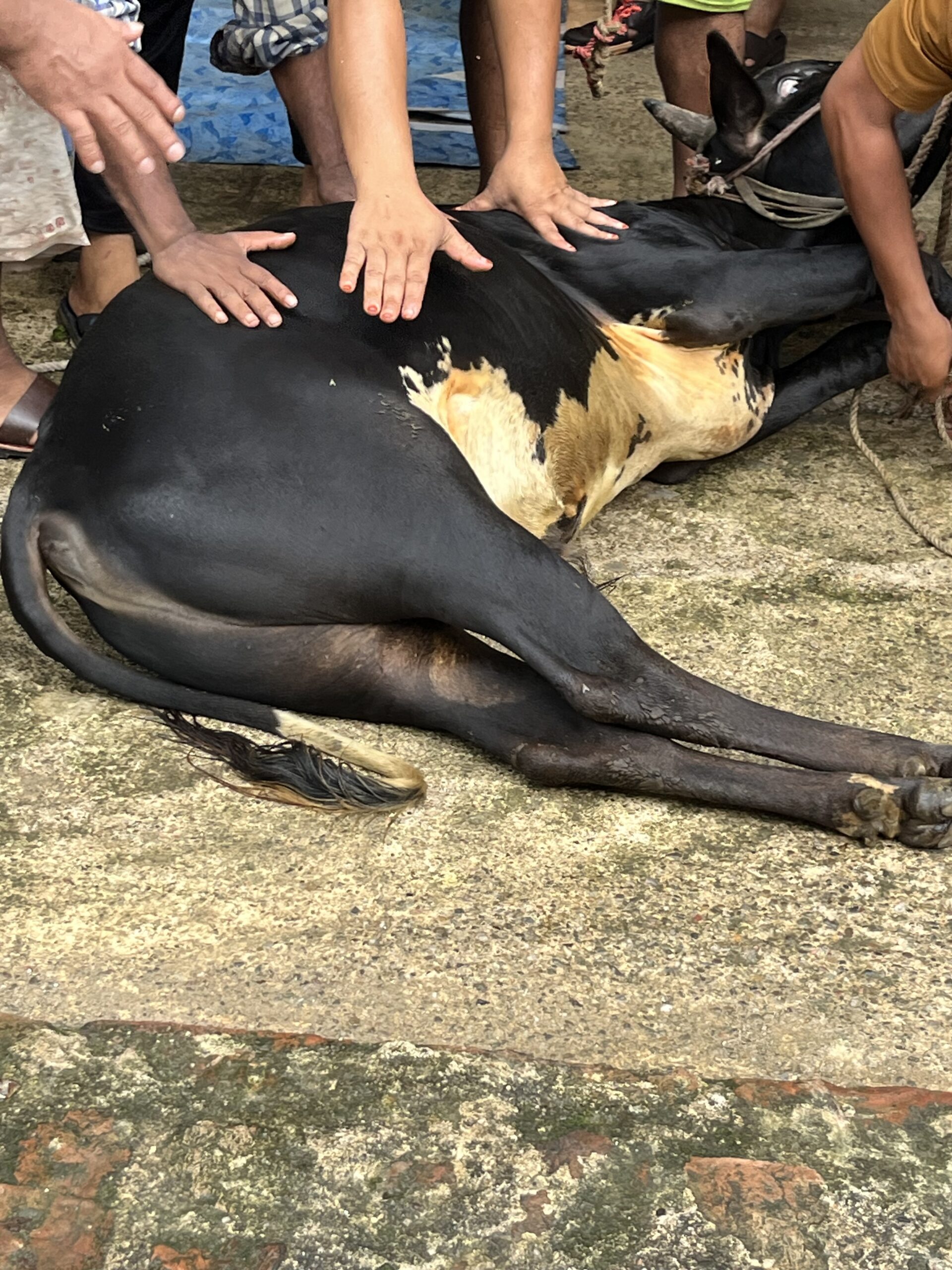 গরুর গোশত রান্নায় ছোট ভুলেই বাড়ছে কোলেস্টেরল, জেনে নিন সঠিক উপায়