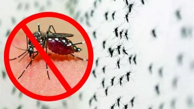 যুক্তরাষ্ট্রের ওয়াশিংটন ডিসিতে ছাড়া হচ্ছে ৬ লাখ মশা